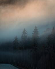 Vertical shot of trees covered in fogs under a gradient sky - good for cover backgrounds