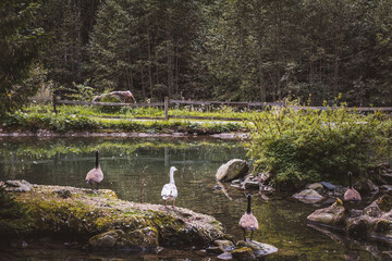 Teich mit Enten und Gänsen © Petra Fischer