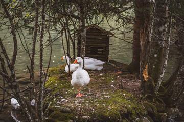 Teich mit Enten und Gänsen © Petra Fischer