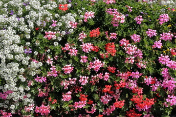 FIORI COLORATI, COLORFUL FLOWERS