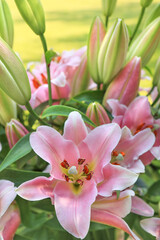A bouquet of pink lilies in an open space with the rays of the sun in the background. . Soft focus.