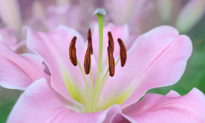 Fototapeta na wymiar Beautiful pink lily flower close-up on a blurry background.