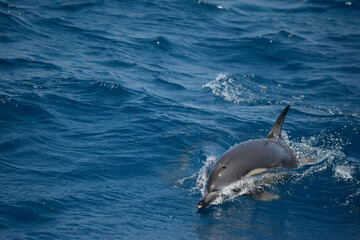 Naklejka premium Common Dolphins Surfacing to Breathe in the Eastern Aegean Sea off of Samos, Greece.