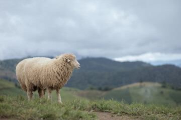 Fototapeta premium sheep on the hill.