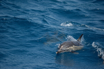 Fototapeta premium Common Dolphins Surfacing to Breathe in the Eastern Aegean Sea off of Samos, Greece.
