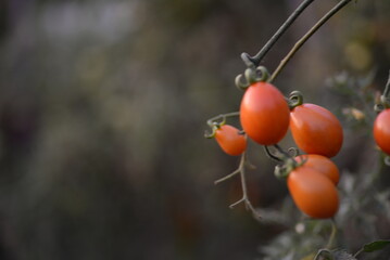 red orange tomatoes on a branch, small fruits, edible berries, kitchen garden, garden against the background of the earth, green branches, organic
