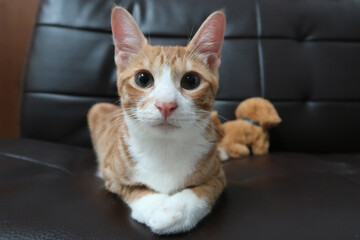 Fototapeta na wymiar Orange tabby cat lying down on sofa and looking at camera