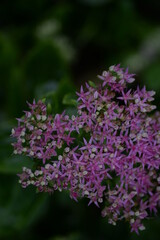abstraction, Stonecrop, blurred photo, defocus, for background, texture, flower field, gradient, field of flowers, gradient, green color, pink flowers, sedum, bush, succulent, thick-leaved plant