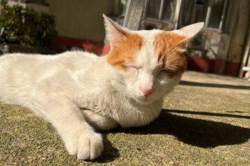Stray white tabby cat lying down on the floor and sleep in the sunlight