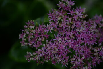 Obraz premium abstraction, Stonecrop, blurred photo, defocus, for background, texture, flower field, gradient, field of flowers, gradient, green color, pink flowers, sedum, bush, succulent, thick-leaved plant
