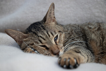 Brown cat lying down and sleeping
