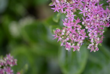 abstraction, Stonecrop, blurred photo, defocus, for background, texture, flower field, gradient, field of flowers, gradient, green color, pink flowers, sedum, bush, succulent, thick-leaved plant