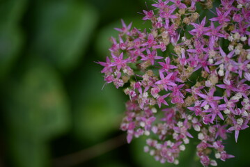 abstraction, Stonecrop, blurred photo, defocus, for background, texture, flower field, gradient, field of flowers, gradient, green color, pink flowers, sedum, bush, succulent, thick-leaved plant