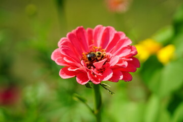 Bumblebee pollinates pink Zinnia flower