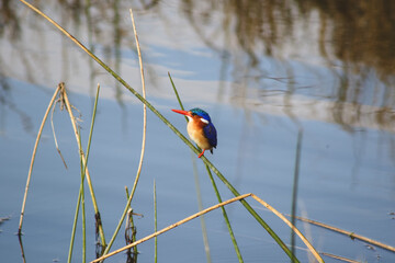 malachite kingfisher bird