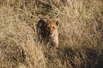 lion cub in high grass