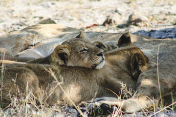 lion cub sleeping