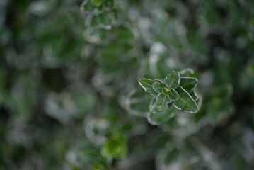 variegated white - green leaves evergreen graceful shrub, plant background, living fence, sustainable development, environmental sustainability on Fortune euonymus Japanese close-up