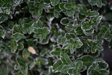variegated white - green leaves evergreen graceful shrub, plant background, living fence, sustainable development, environmental sustainability on Fortune euonymus Japanese close-up