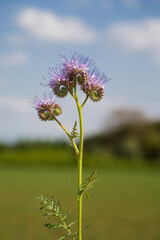 Naklejka premium Tansy phacelia flowers at the edge of the field.