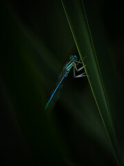 blue dragonfly on stem of grass against black background