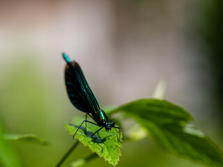 black and blue dragonfly on a green leaf