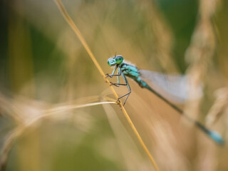 damselfly in the grass