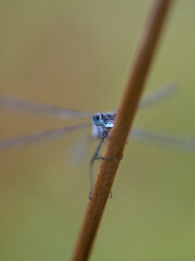 close up of blue damselfly