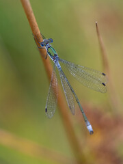 dragonfly on a leaf