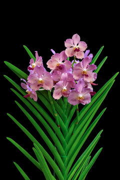 Blooming Papilionanda Kristine Teoh. Black background. Hybrid tropical orchid.