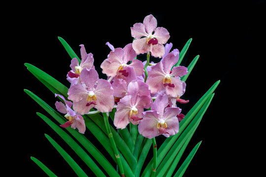 Blooming Papilionanda Kristine Teoh. Black background. Hybrid tropical orchid.