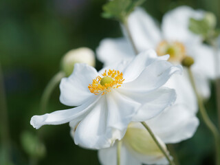 Obraz premium Anemone x hybrida - Fleur solitaire blanche d'anémone du Japon en coupe évasée, coeur d'étamines jaunes