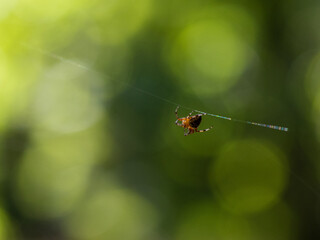 spider on a web