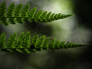 close up of fern
