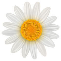 Daisy flower isolated, 3D icon illustration. 