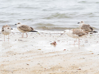 young seagulls on the beach at cape cod