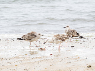 seagulls on the beach