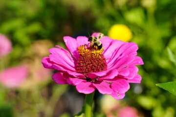 Bumblebee pollinates Zinnia flowers during the summer.