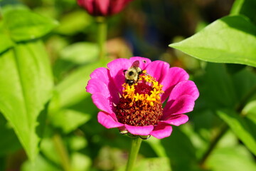 Bumblebee pollinates Zinnia flowers during the summer.