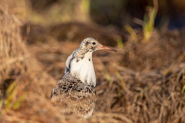 Male Ruff (bird) in breeding plumage stands among the grass