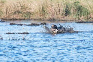 A black Labrador Retriever swimming back to the duck blind with a retrieved Gadwall drake
