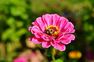 Bumblebee pollinates Zinnia flowers during the summer.