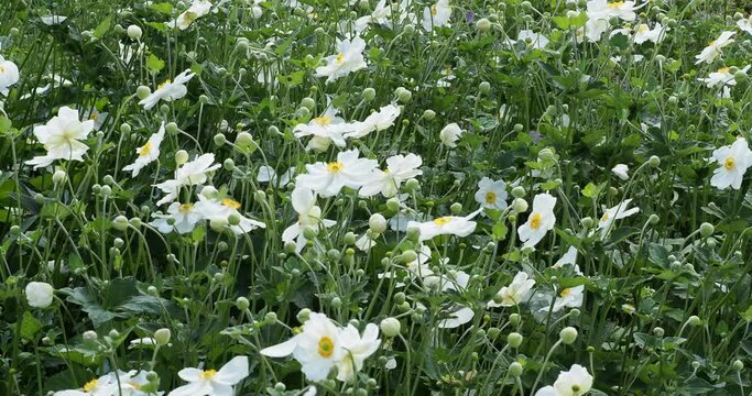 (Anemone x hybrida)  An&eacute;mones du Japon ou an&eacute;mone hybrides &agrave; fleurs blanches en touffes sur tiges se courbant dans le vent