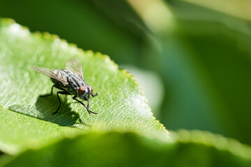 Flesh fly on a green leaf with light and shadow. Hairy legs in black and gray. - obrazy, fototapety, plakaty