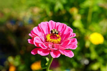 Bumblebee pollinates Zinnia flowers during the summer.