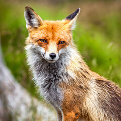 Red Fox posinng and looking to camera