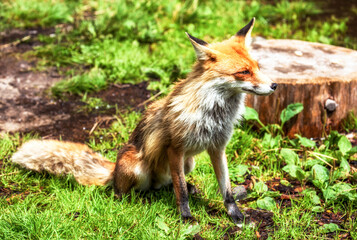 Red Fox (vulpes vulpes)  sitting in green grass in forest