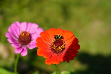 Bumblebee pollinates Zinnia flowers during the summer.