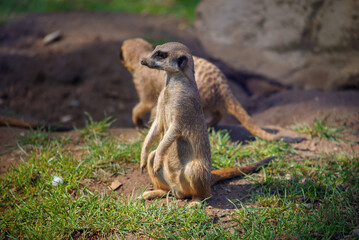 beautiful cute little meerkat in nature