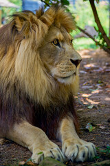 beautiful big lion lies in nature